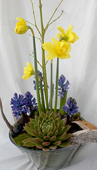 Isabelle - Flowers for Valentine's Day